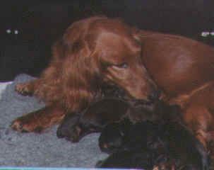 Lissi met haar pups